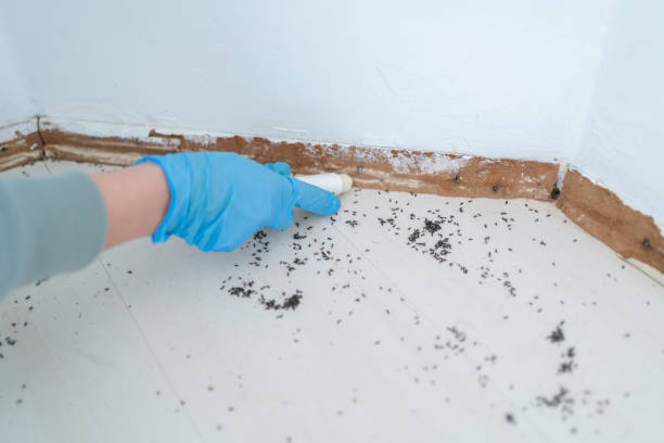 Pest Prevention Services in Fort Pierce, FL